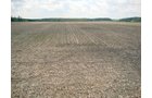 Property photo 8 - 114+/- Acres Offered in 4 Tracts